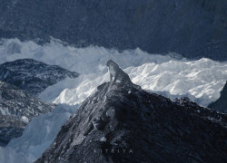 Rare images of elusive snow leopard emerge from Everest region